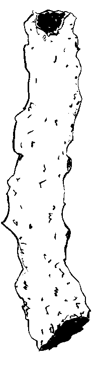 ink drawing of a fulgurite — a rough, hollow tube of fused sand